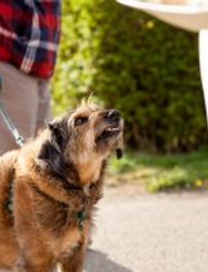 Nice Dogs Don't Growl