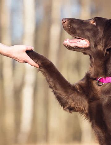 Testing the title problem