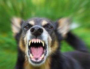 How To Manage Aggressive Behavior